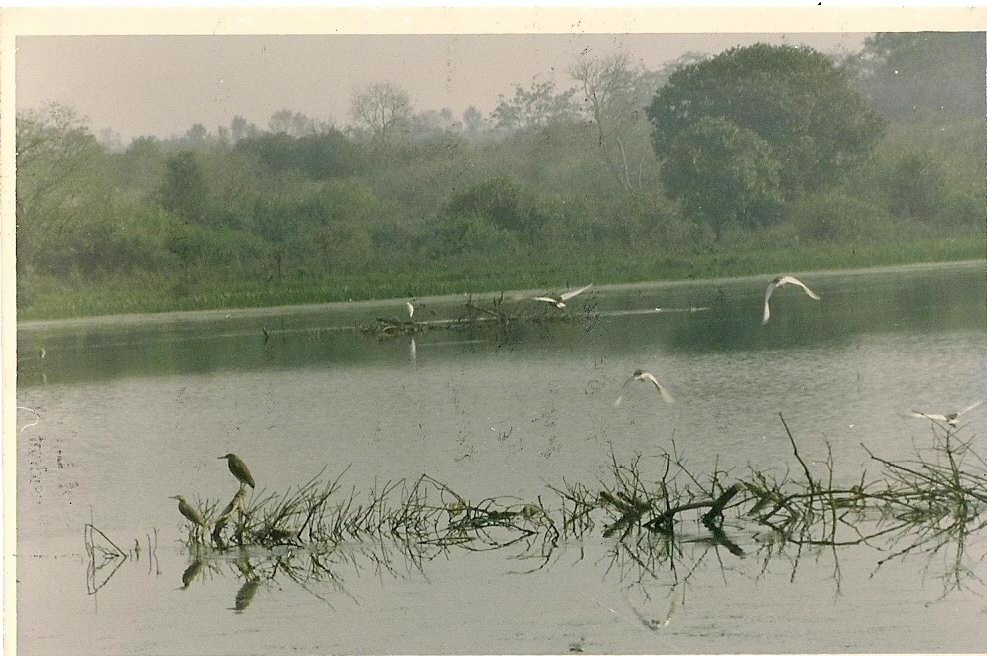 Wet Land Assam